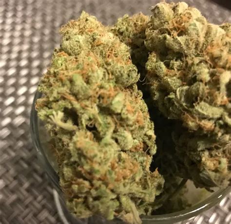 ride the boogie strain|Bubblegum Boogie Strain Info / Bubblegum Boogie Weed By .